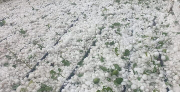 Dolu Yağışı Ekili Arazileri Beyaz Örtüyle Kapladı