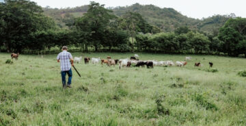 Şap Hastalığı Güney’e Sıçradı