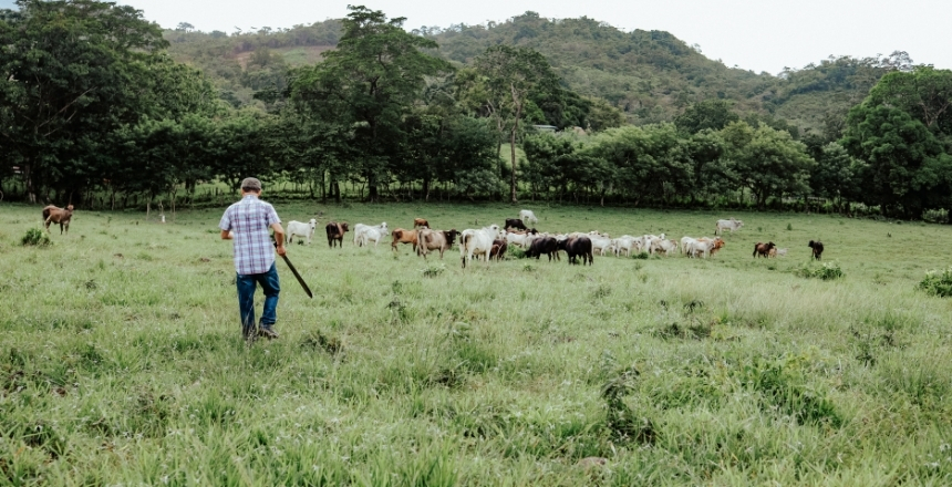 Şap Hastalığı Güney’e Sıçradı