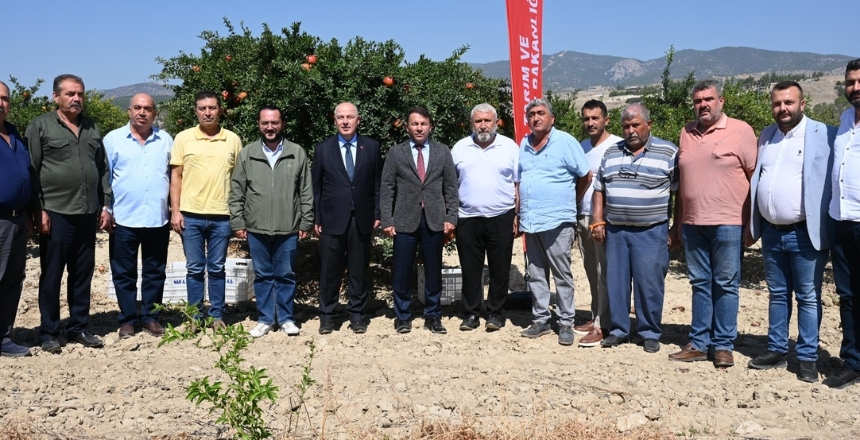 Pamukkale Ovası’nda Nar Hasadı Başladı