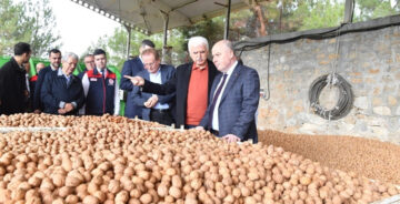 Denizli’de Ceviz Hasadı Başladı