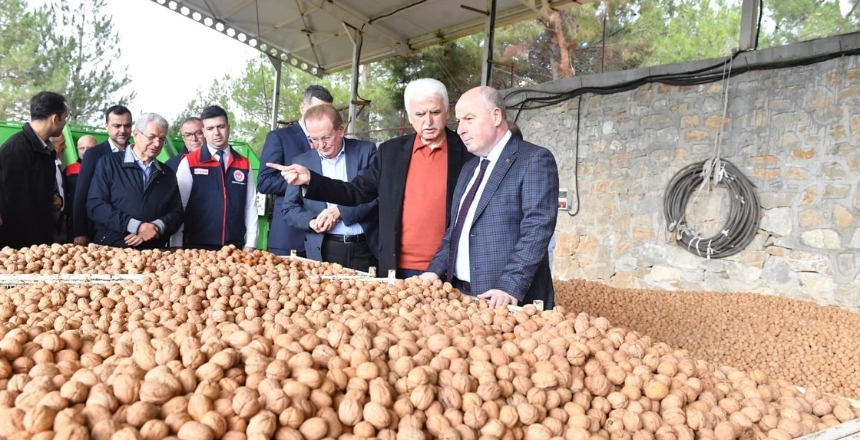 Denizli’de Ceviz Hasadı Başladı