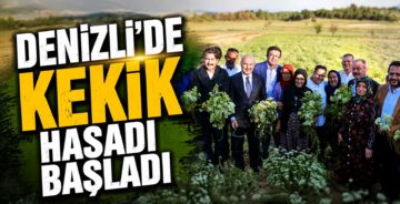 Denizli’de Kekik Hasadı Başladı