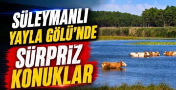 Süleymanlı Yayla Gölü’nde Sürpriz Konuklar