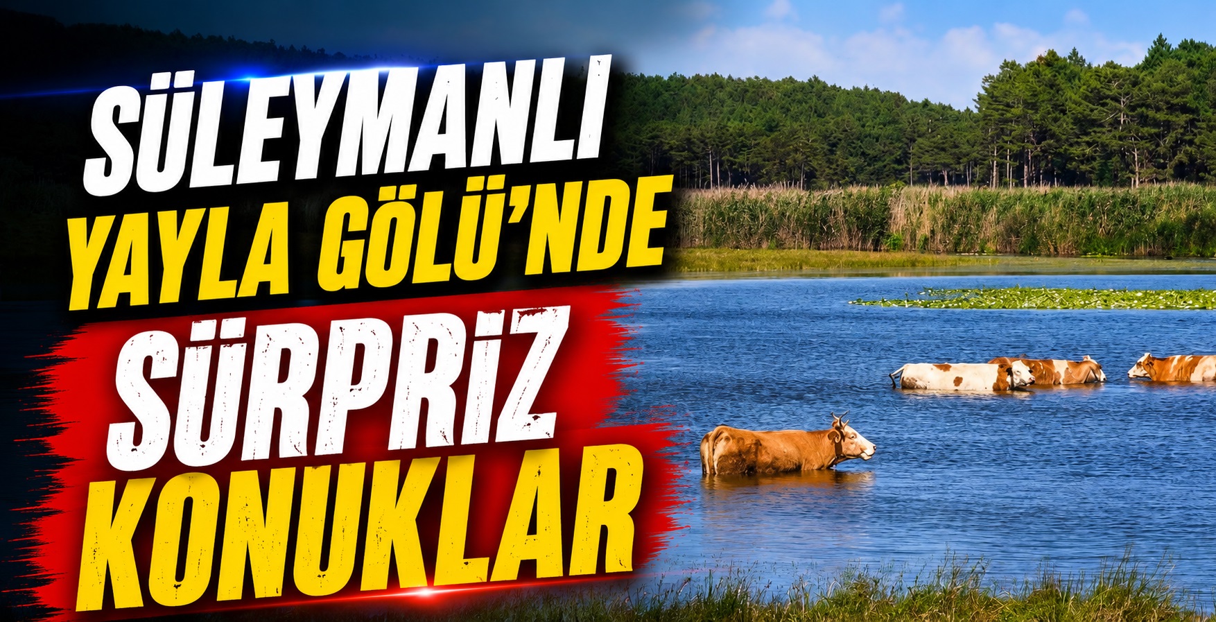 Süleymanlı Yayla Gölü’nde Sürpriz Konuklar