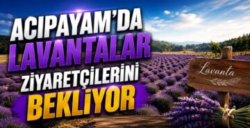 Acıpayam’da Lavantalar Ziyaretçilerini Bekliyor