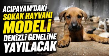 Acıpayam’daki Sokak Hayvanı Modeli Denizli Geneline Yayılacak