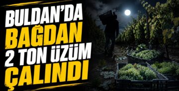 Buldan’da Bağdan 2 Ton Üzüm Çalındı