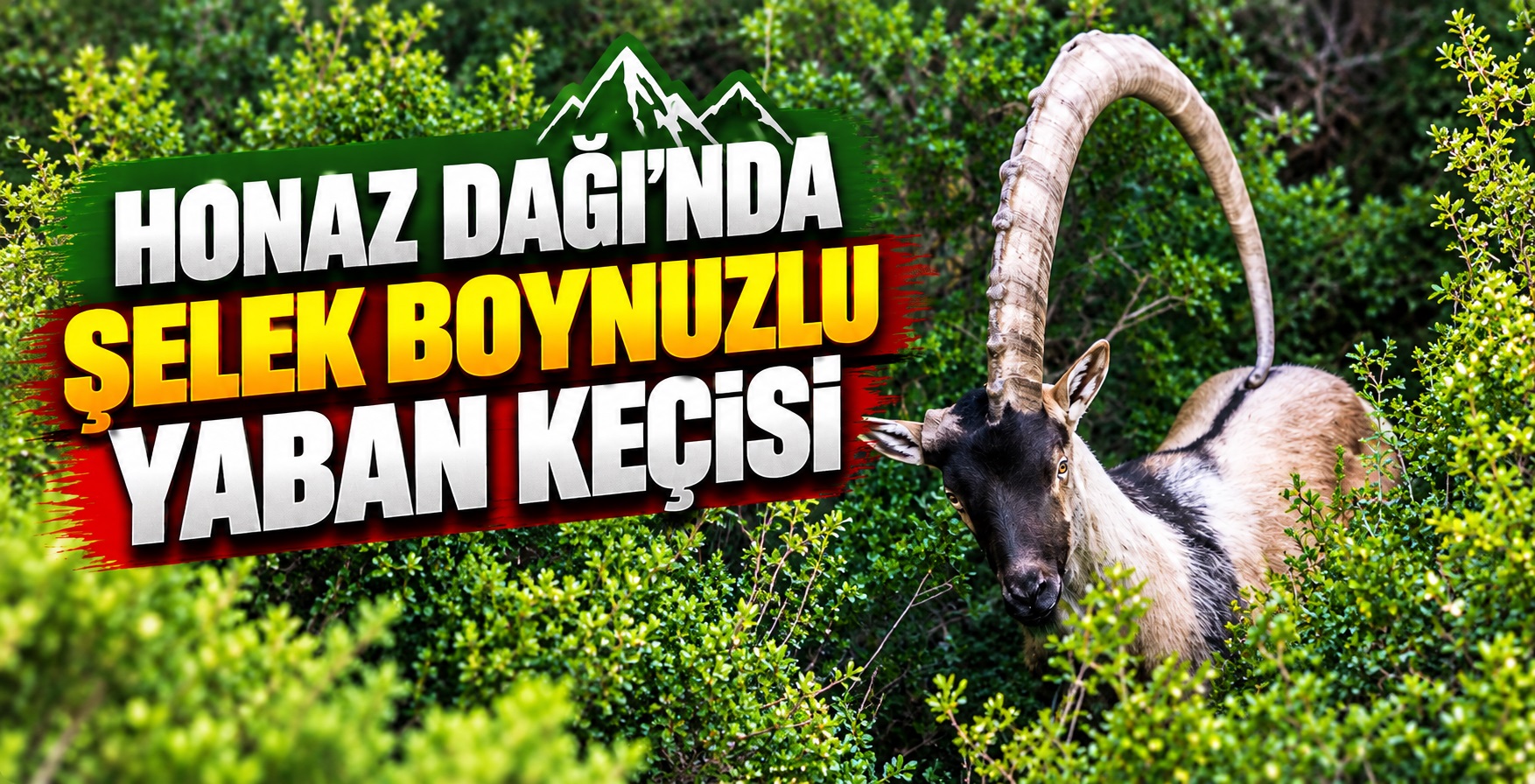 Honaz Dağı’nda Şelek Boynuzlu Yaban Keçisi Görüntülendi
